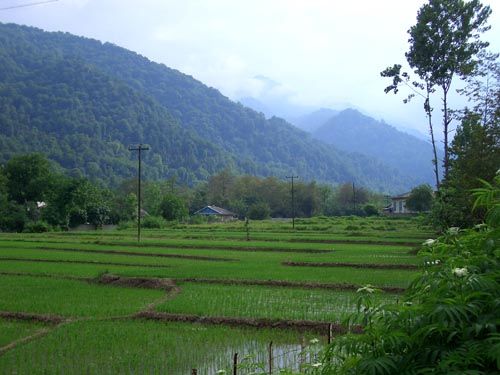 masuleh, reisfelder