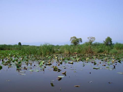 bandare anzali, bootsfart in süsswasser lagune